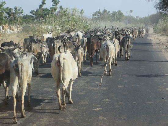 Und dörflich wurde es, wir mußten uns durch eine große Kuhherde drängeln.