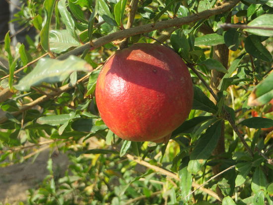 Die Granatapfelbäume, die Früchte werden hier nur angebaut und geerntet und dann weiter verkauft.