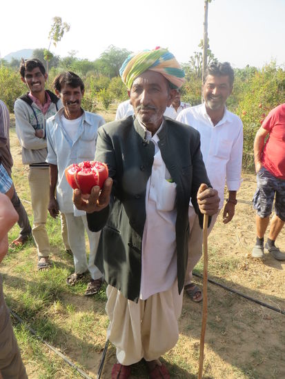 Der Besitzer zeigt uns dann noch, wie man richtig einen Granatapfel öffnet, um an die Kerne zu kommen.