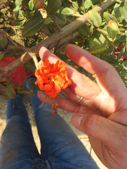 Und damit beginnt alles, die Blüte des Granatapfels