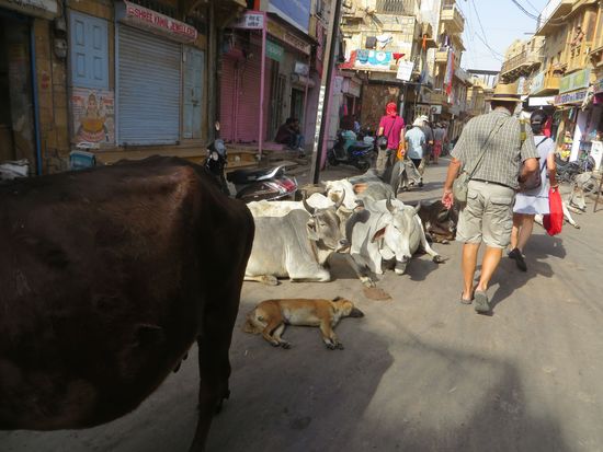 wir laufen durch die Gassen der Stadt, überall gibt es die heiligen Kühe, die von niemand verscheucht werden.
