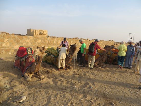 die Kamele warten schon auf uns