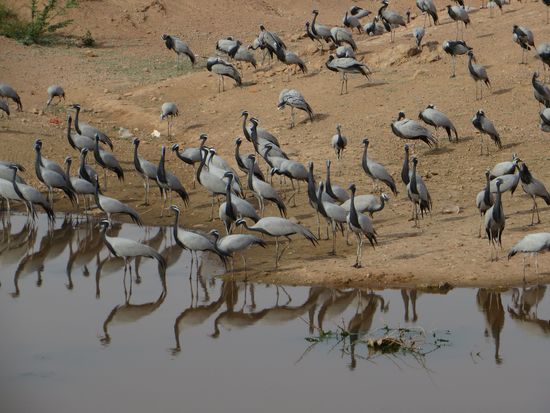 die Kraniche an dem kleinen See