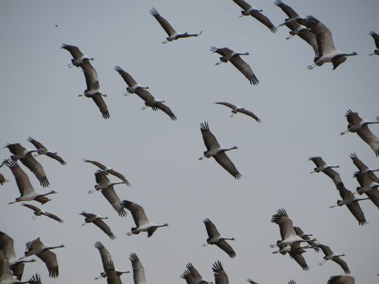 Am Abend verlassen sie den See und fliegen in den nahen Wald zum schlafen