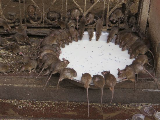 den Ratten schmeckts