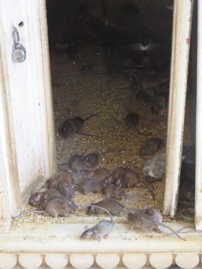 Überall Ratten wie putzig 