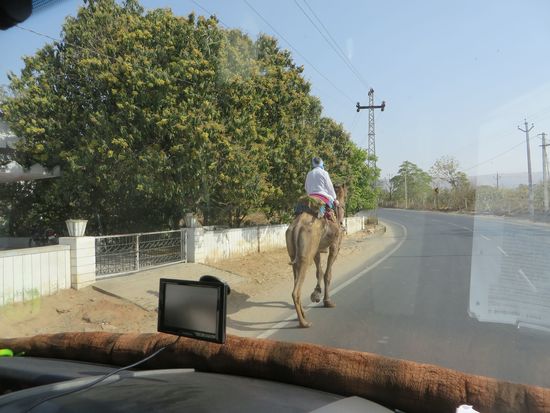 ein Kamel auf der Straße