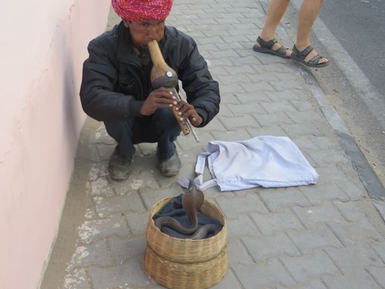 Ein Schlangenbeschwörer saß an der Straße und ließ seine Kobra „tanzen“. Im Nu kamen dann noch zwei andere dazu und es gab drei Kobras zu sehen.