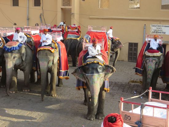 die Elefanten warten auf Kunden