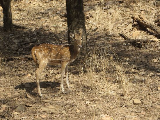 Gleich auf dem Fahrweg sahen wir ein spottet deer, davon und Hirsche sahen wir dann mehrfach.