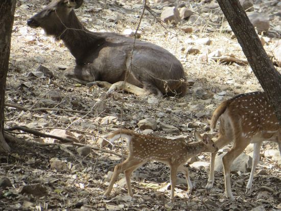 Junge Rehkitze, die der Guide als Tigerschokolade bezeichnete