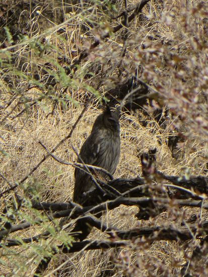 Auf einem Ast saß ein Uhu, wir konnten ihn genau sehen.