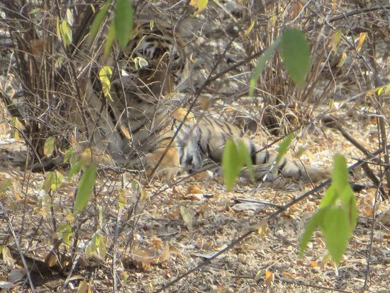 der Tiger guht getarnt