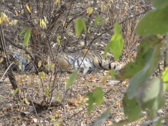 Im Gestrüpp war der Tiger gar nicht so leicht zu sehen