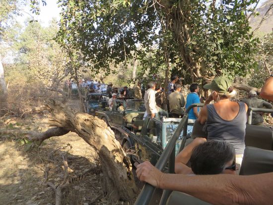 Eine lange Schlange steht an, um den Tiger zu sehen