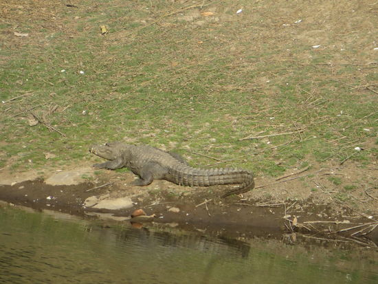 Dann sind wir abgefahren, um Platz zu machen, am kleinen Fluss lagen drei Sumpf-Krokodile
