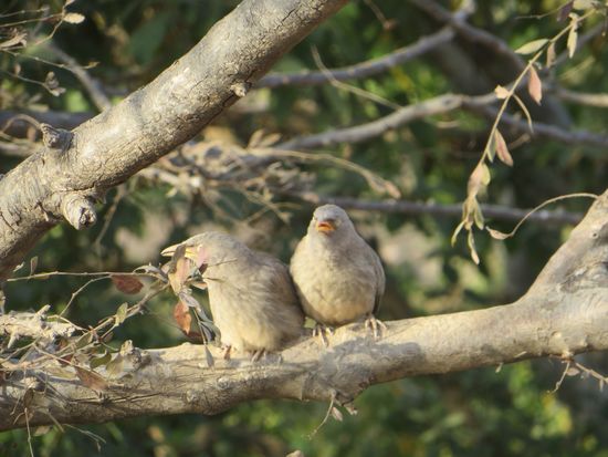 Junge Vögel schrien nach Futter