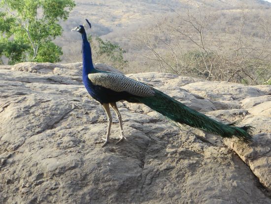 Stolz steht der Pfau auf dem Felsen