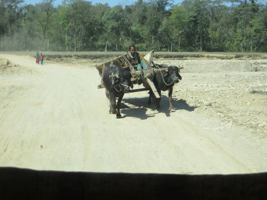 der Ochsenkarren kommt uns entgegen auf dieser schlechten Straße ihm macht das wenig aus