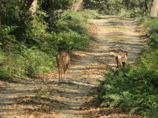 Als erstes sehen wir Rehe den Weg kreuzen.