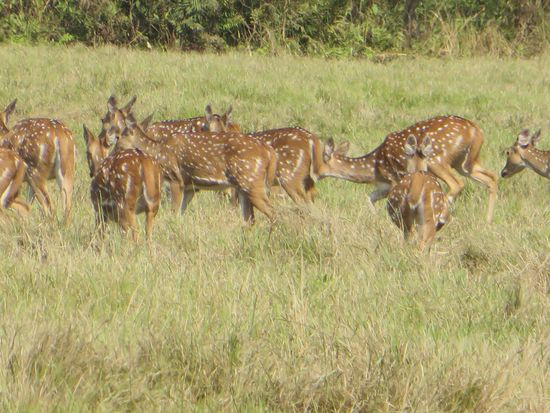 Wir fahren an einer großen Herde von spottet deers vorbei.