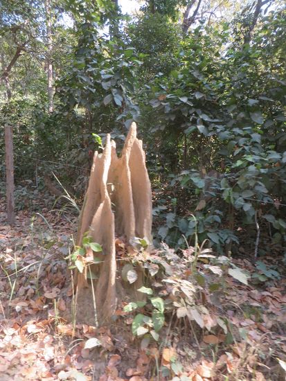 Termitenbauten stehen überall rechts und links des Weges.