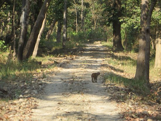 Affen sahen wir auch