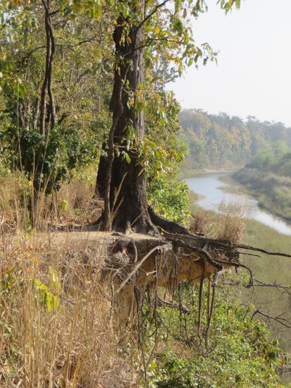 Der große Wurzelteller ist halb in der Luft.