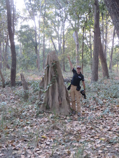 So hoch ist der Termitenbau