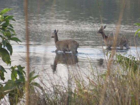 die Rehe kühlen sich die Füße
