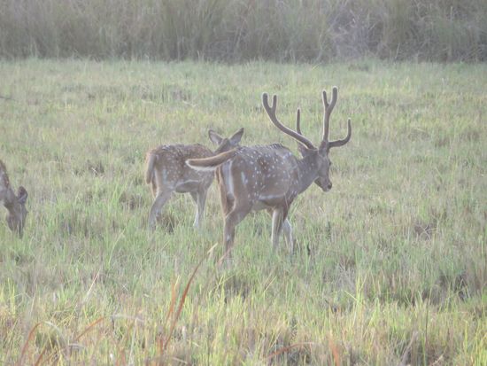 Das scheint der Chef zu sein.