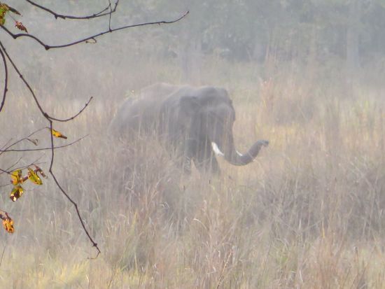 Dann haben wir in etwa 100m Entfernung eine Elefantenherde von ca. 40 Tieren gesehen.