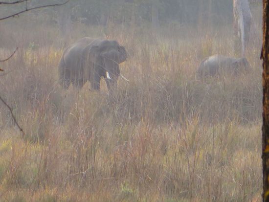 Der Bulle schaut zu uns rüber. Es waren mehrere kleine Tiere dabei