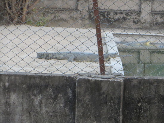 Wir kamen an der Krokodil Pflege- und Aufzucht-station vorbei. Hier lagen einige Tiere faul herum.