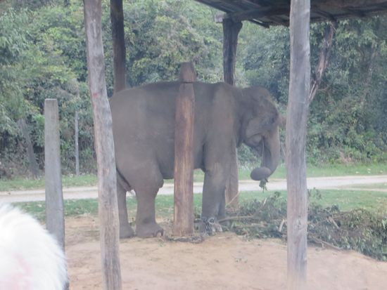 Im Dorf war ein Arbeitselefant angebunden, der sein Abendessen genoß.