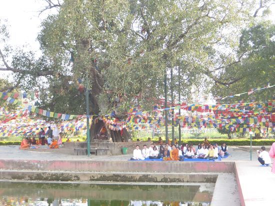 Im Garten steht ein riesiger Bodi-Baum. Hier saßen zahlreiche Menschen, die mit ihrem Meister meditierten, wie einst Buddha.