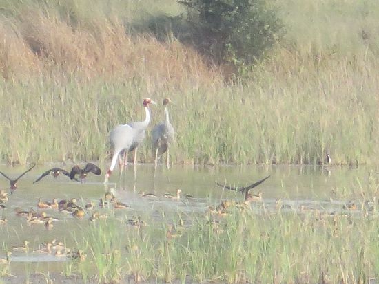 in dem kleinen See des Gartens standen Kraniche.