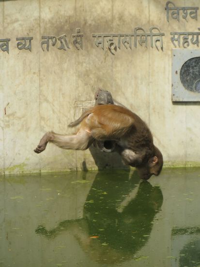 Ein Buddha-Brunnen, aus dem auch gerne die Affen trinken.