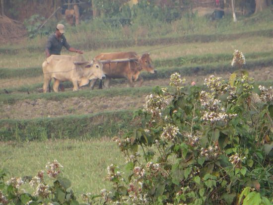 Wir fahren an einem Feld vorbei, auf dem der Bauer mit den Ochsen pflügt. Langsam und gemächlich zieht er Furche um Furche.