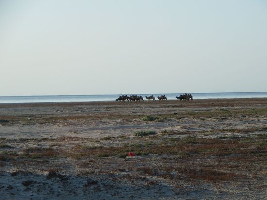 am Strand laufen die Kamele herum