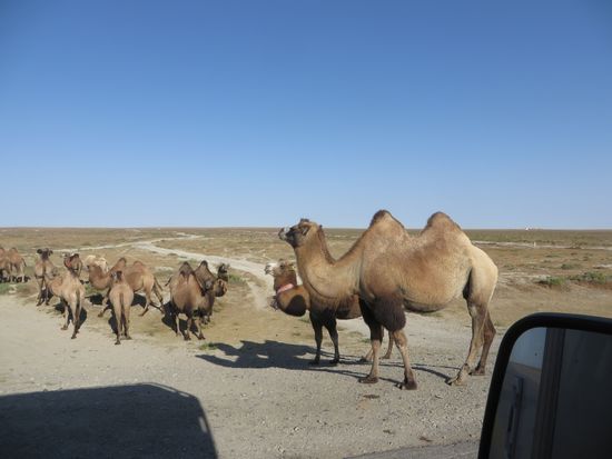 eine Kamelherde direkt neben der Straße