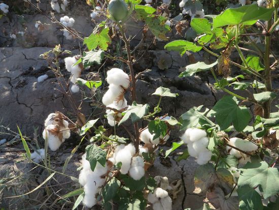 Baumwolle am Strauch