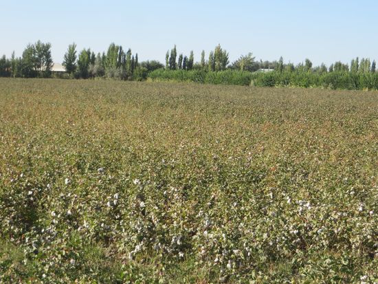 ein Baumwollfeld