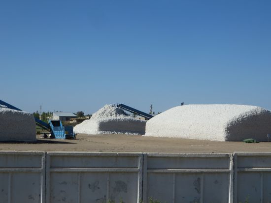 Die Baumwolle wird mit Traktoren zu großen Sammellagern gebracht, wo sich schon hohe Haufen türmen.