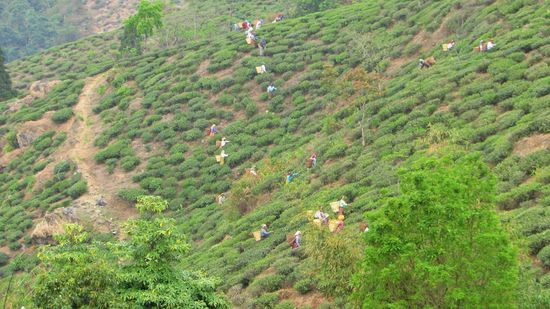 Wir fahren wieder durch Teeplantagen, dieses Mal wird Tee gepflückt, der erste Tee in dieser Saison. 
Wir stehen dieses Mal an einem Hotel in der Nähe des Bahnhofs.