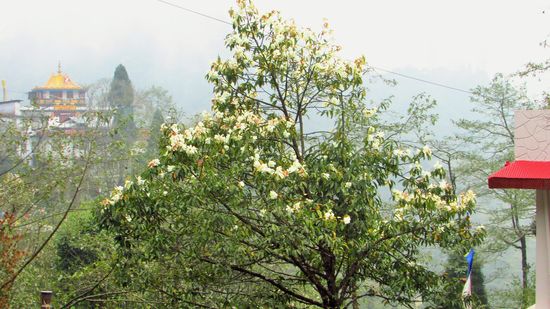 es blüht und grünt