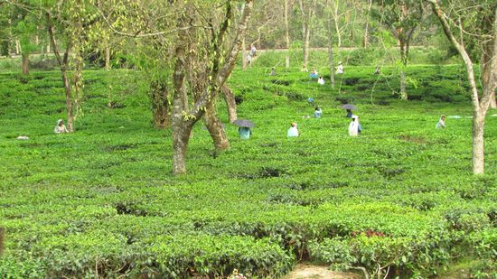 Wir verzichten darauf und fahren mit dem Jeep zurück zum Stellplatz, wieder durch die grünen Teeplantagen.