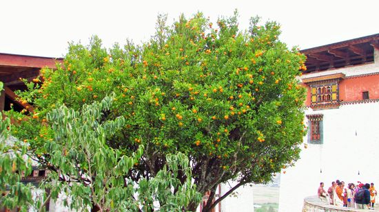 es blüht um uns herum