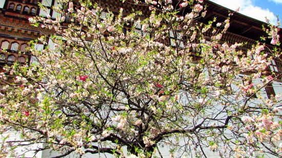 Hier blühte es mit aller Kraft. Die Bäume, die Blumen in allen Farben strahlten um die Wette mit der Sonne.