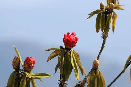 Auch hier oben hält der Frühling Einzug, die  Rhododendren stehen in Knospe.